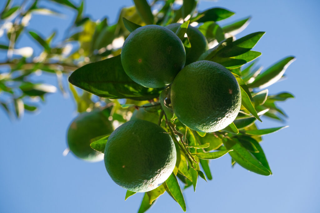 pomelo growing Close-up photograph of a green oranges hanging on the tree.